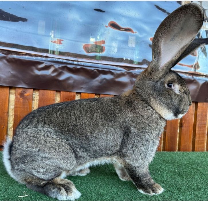 Vand iepurii frumoși iepuri de rasă