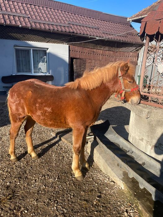 Vând mânz de 9 luni