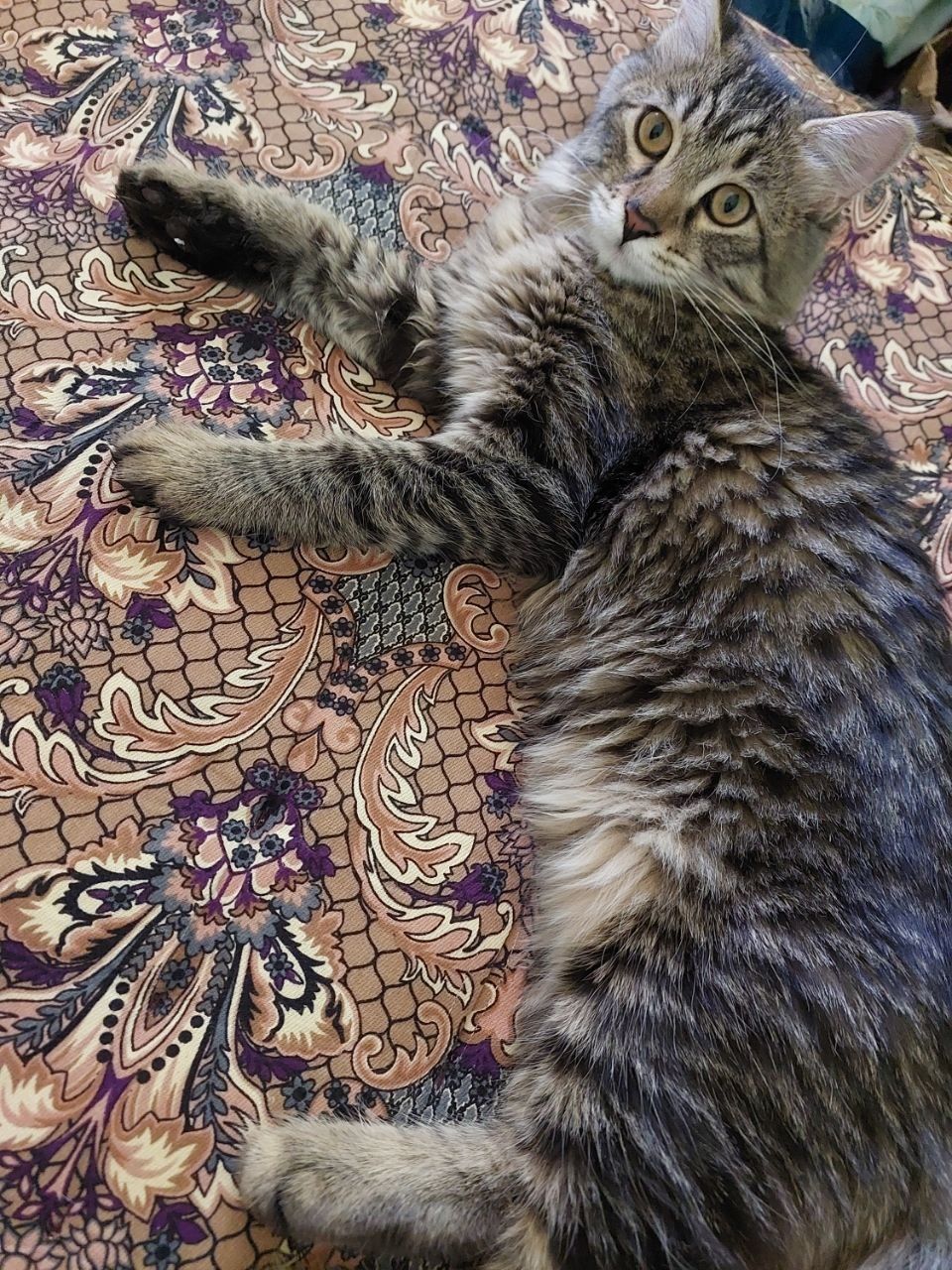 Отдам котёнка мальчика