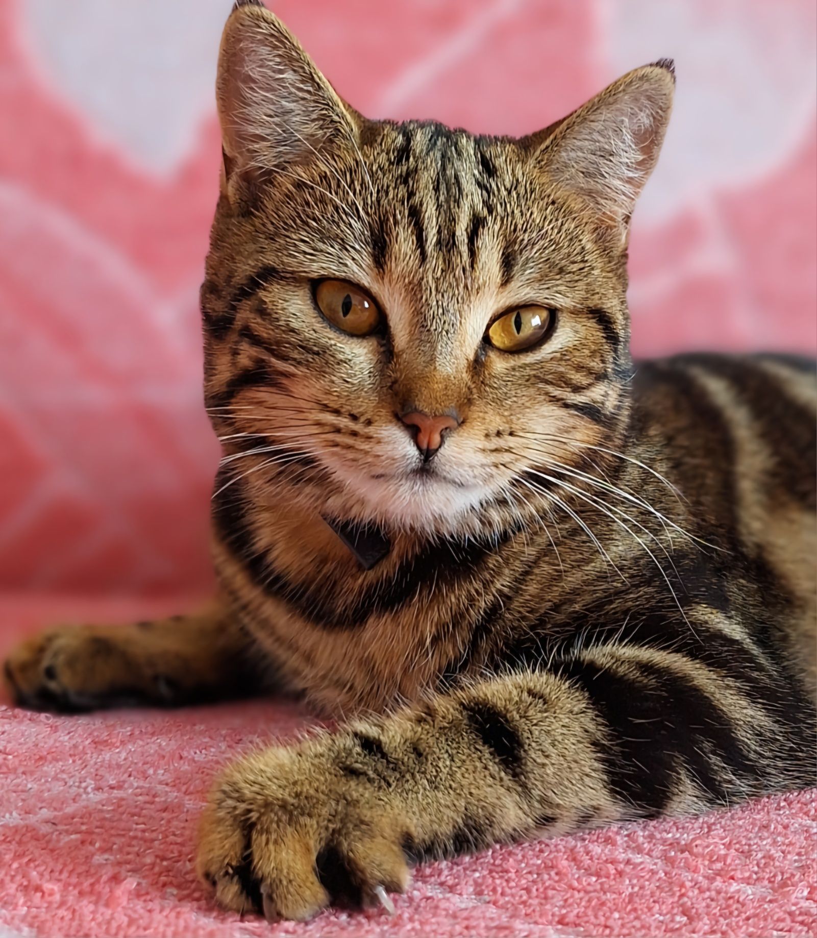 Продам котят Скоттиш фолд