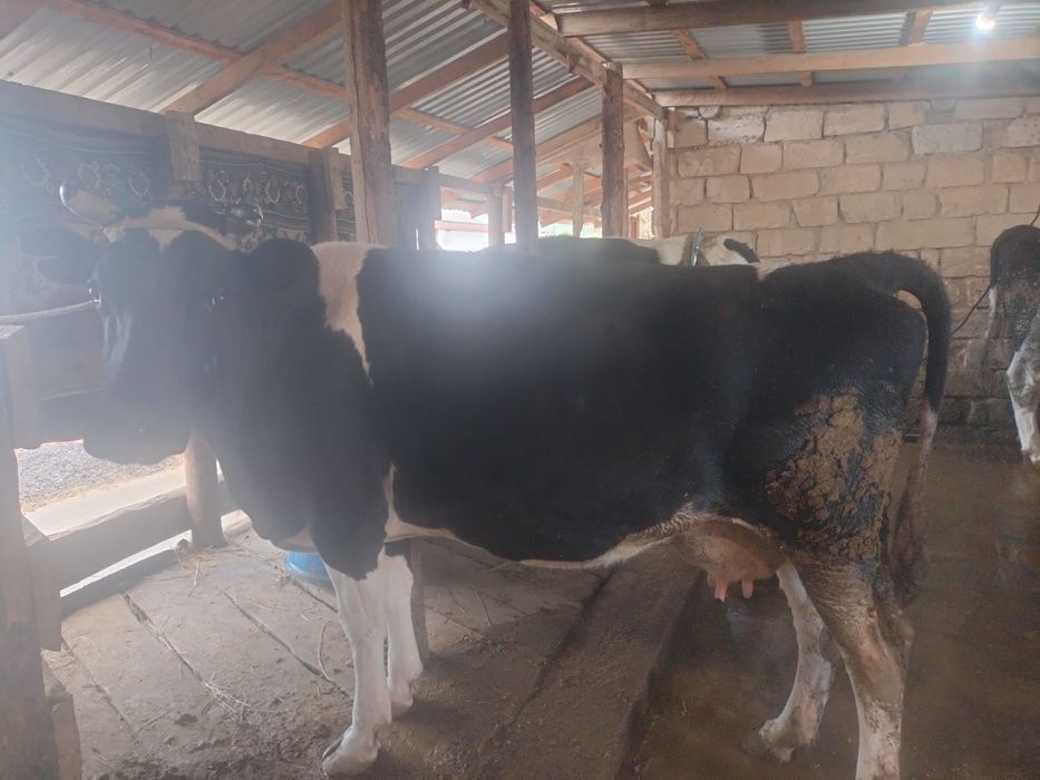 Чёрно пёстрый  сиыр сатылады