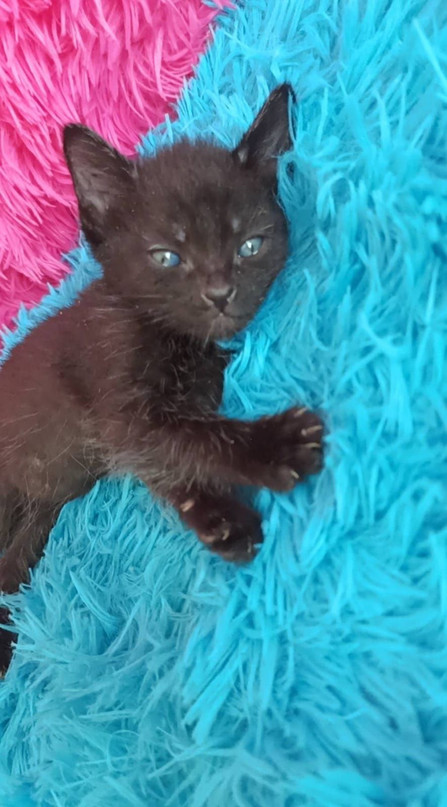 Кошечки и котятки ждут любящих хозяев
