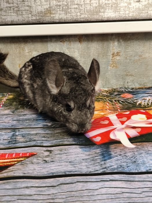 Chinchila șinșila tinere