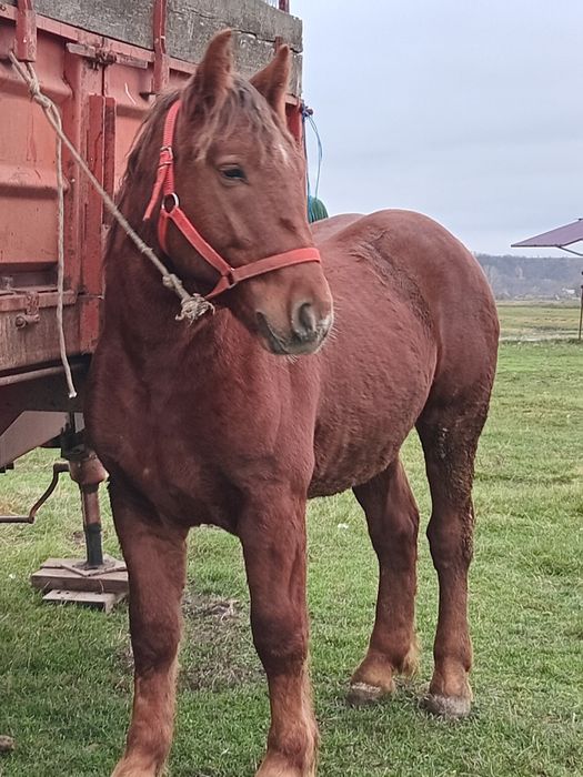 Vad manz smigreu de un an