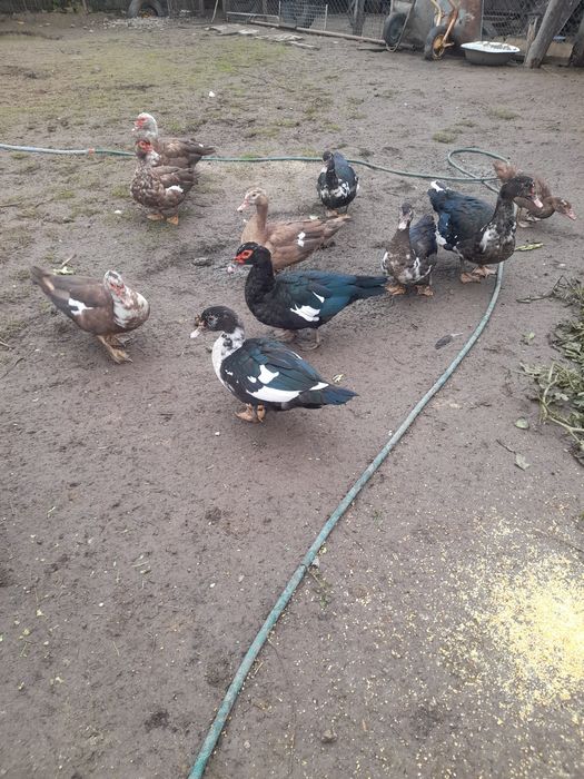 Vând rațe leșești