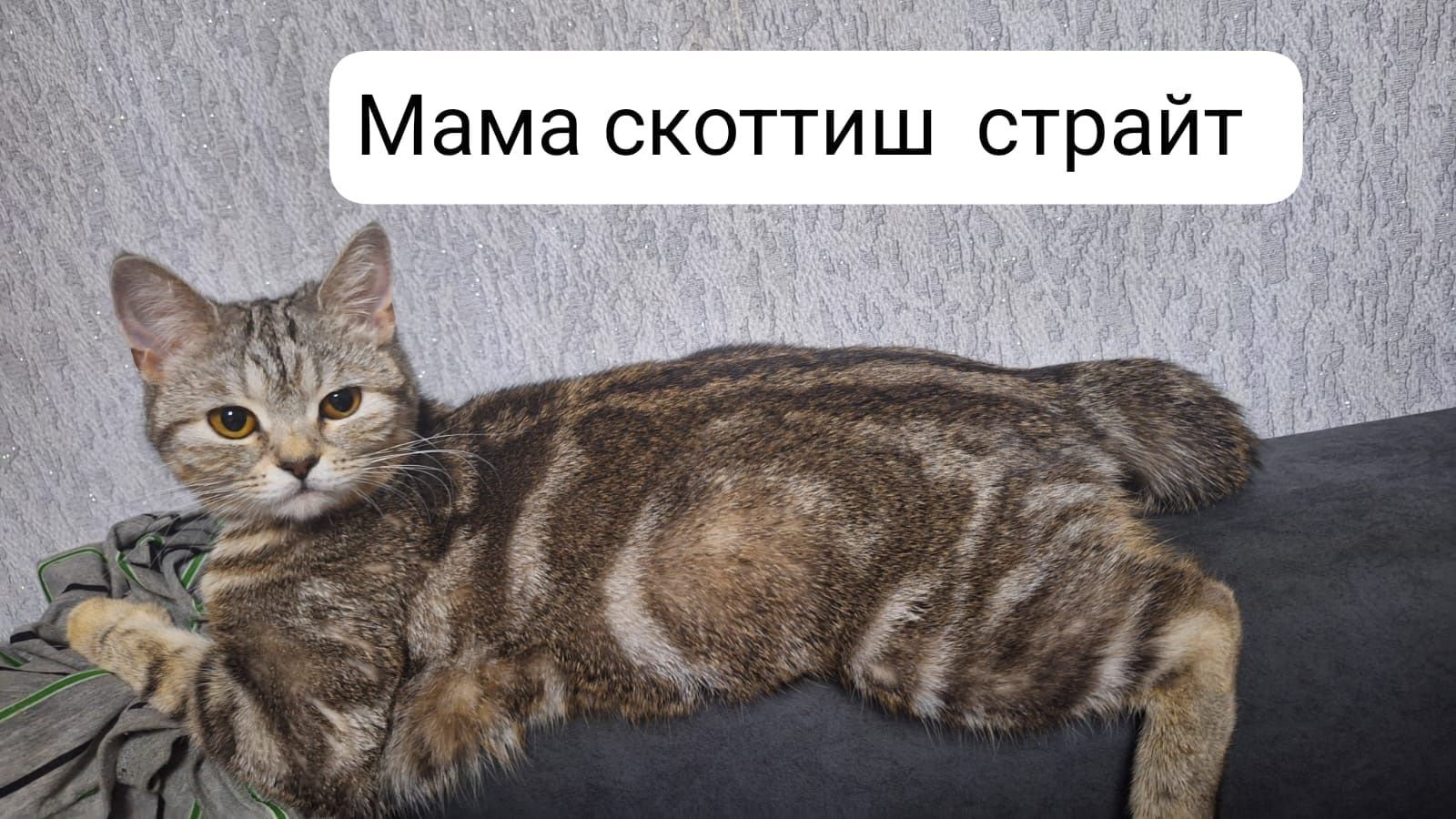 Продам котят ...