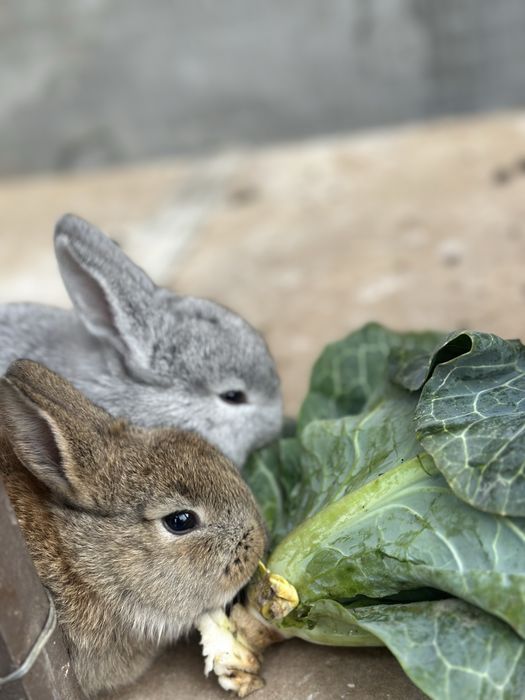 Quyonchalar sotiladi