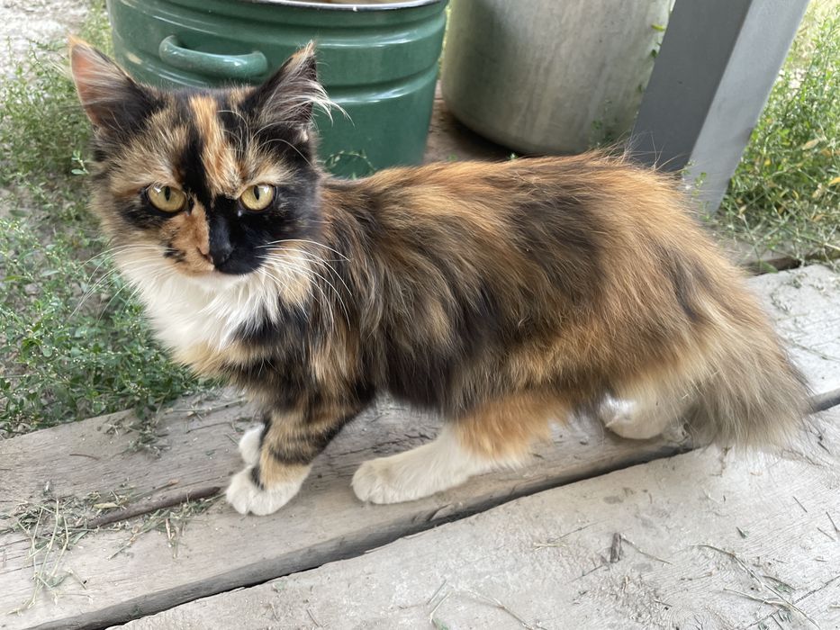 Отдам котенка в добрые руки