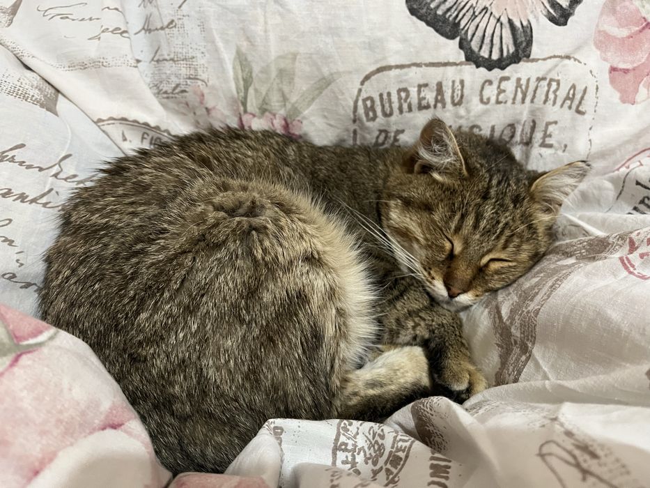 Ищем дом для кошечки