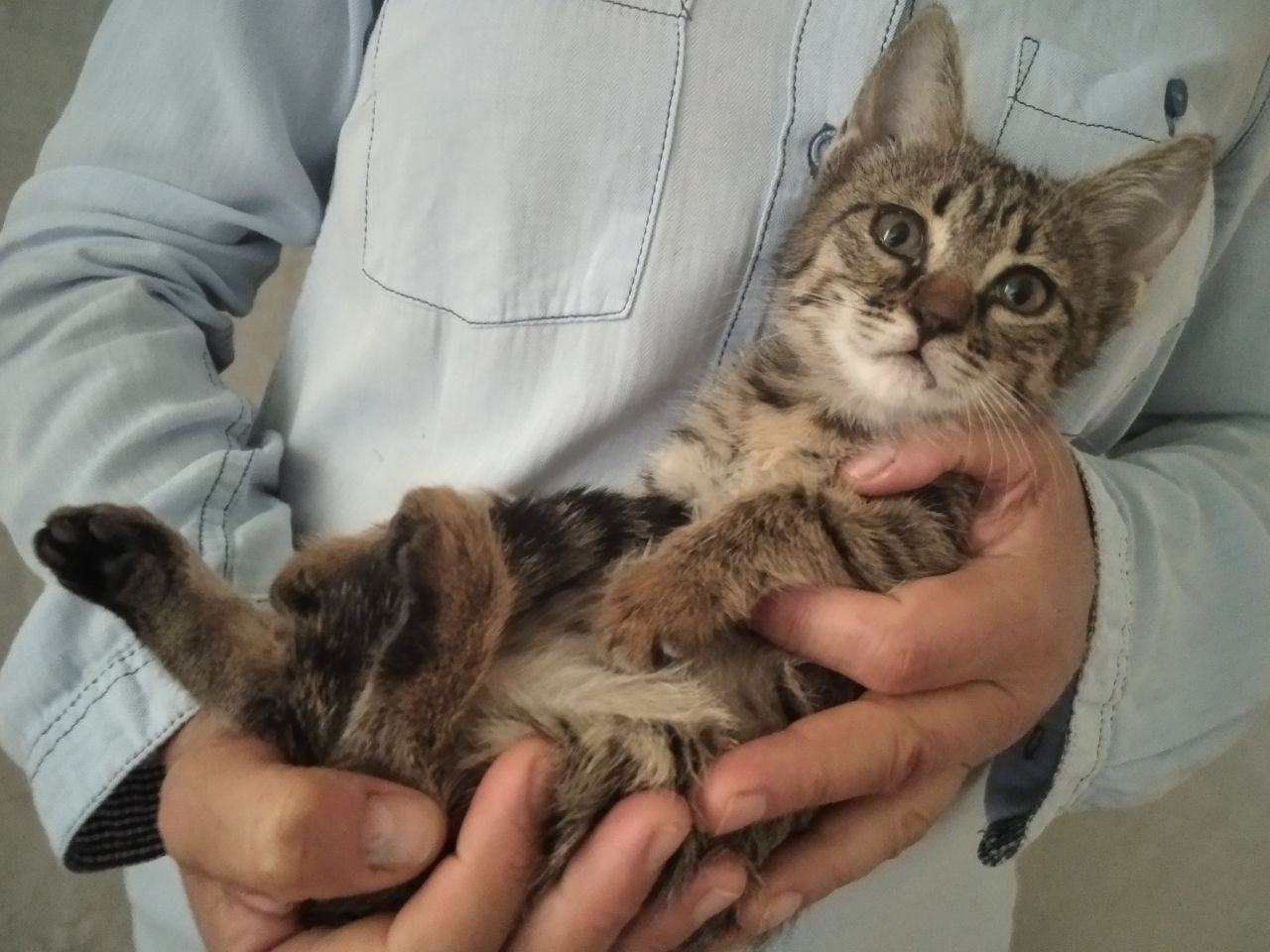 Котята, только ОТВЕТСТВЕННЫМ людям!