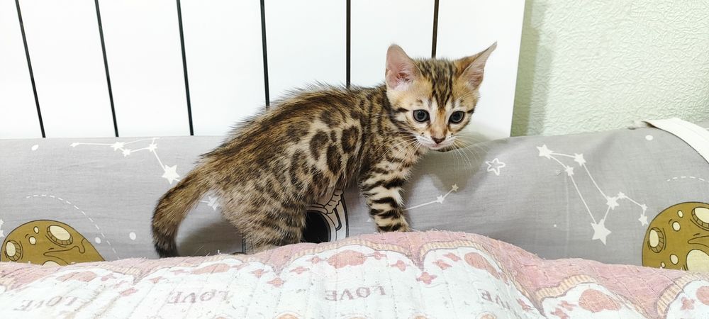 Продаются котята породы бенгальская