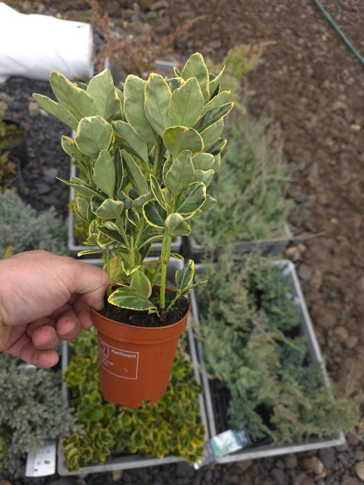 Eunymus japonicus aureomarginatus