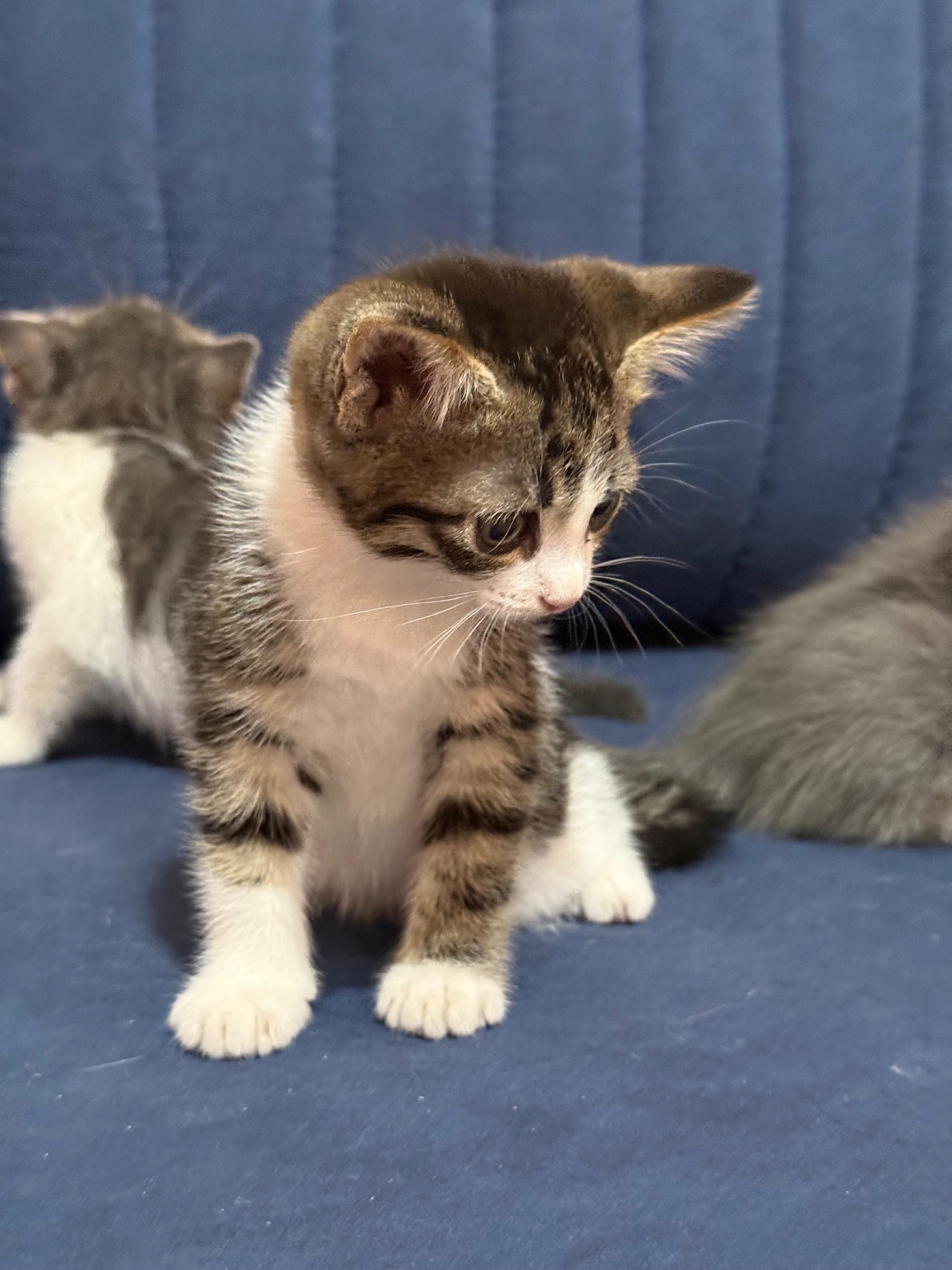Милые котята 2 месячные