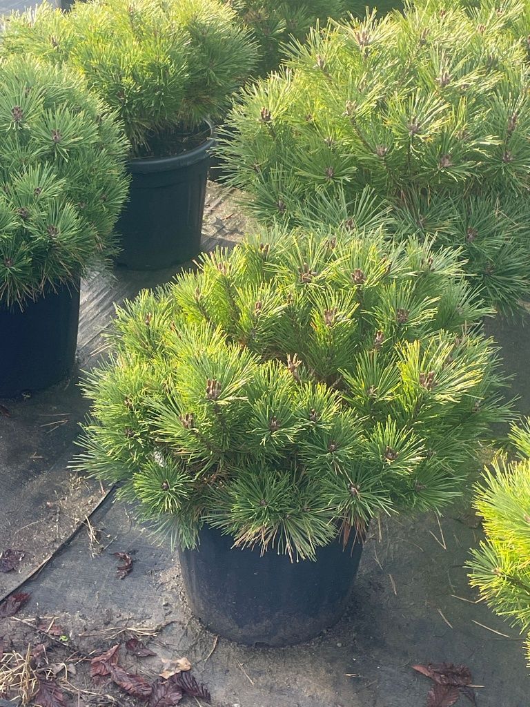 Plante ornamentale aclimatizate