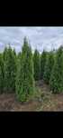 Thuja smaragd oferta 150 lei 2m