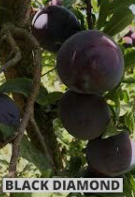 Prun Black Diamond