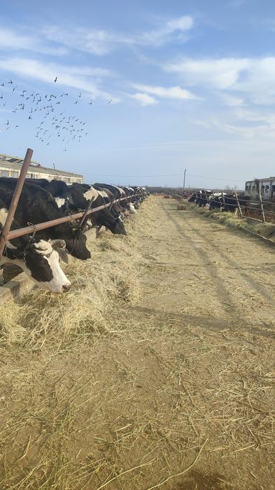 Vaci cu lapte si vitele