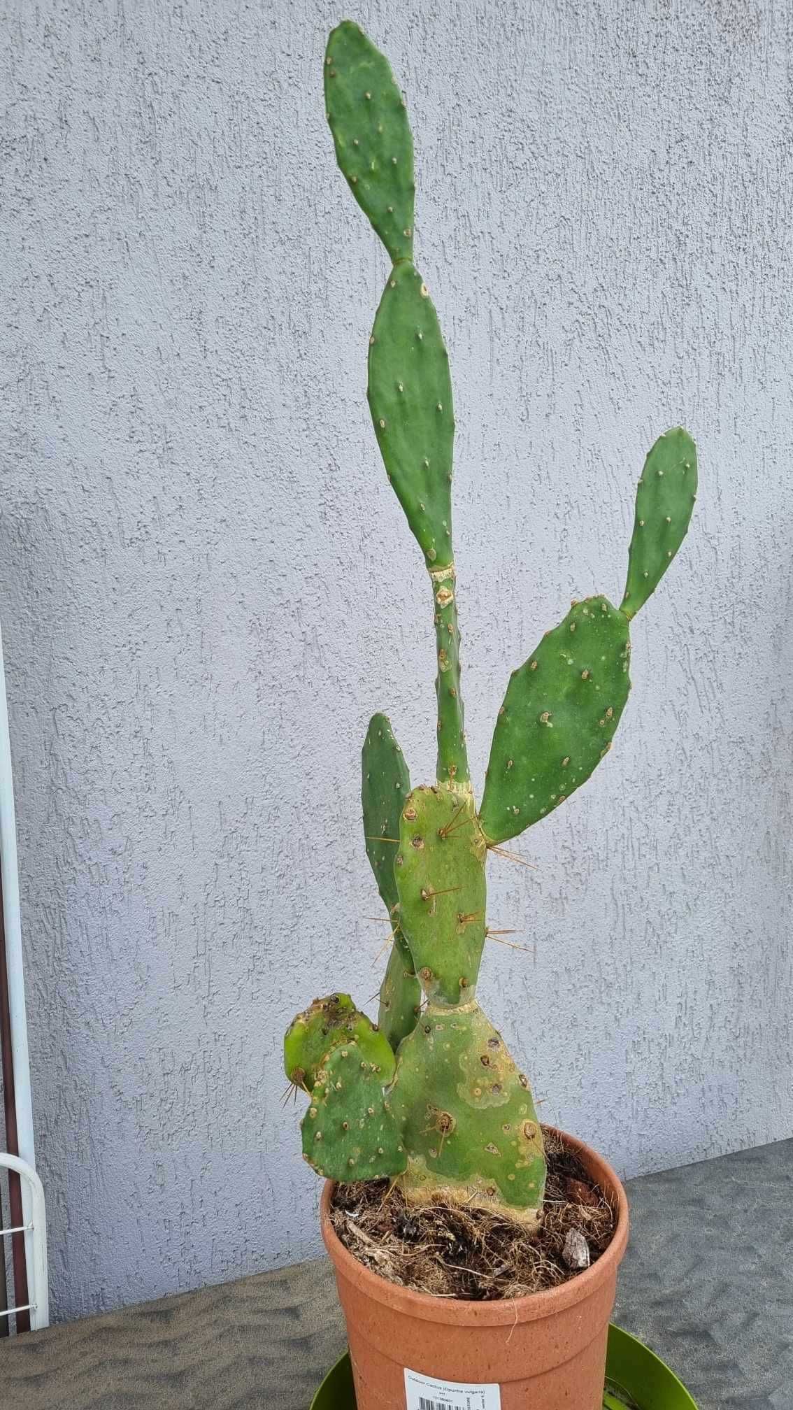 Cactus Opuntia vulgaris / Cactus limba soacrei. Inaltime planta: 70 cm