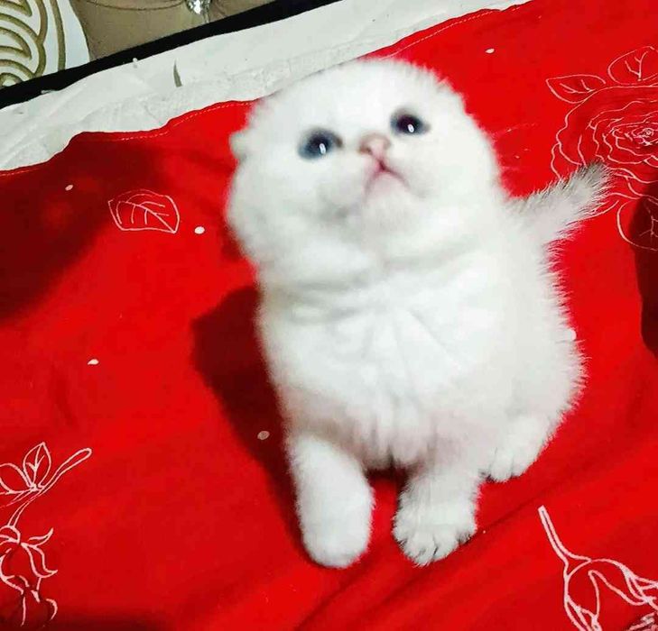 Продаётся котёнок