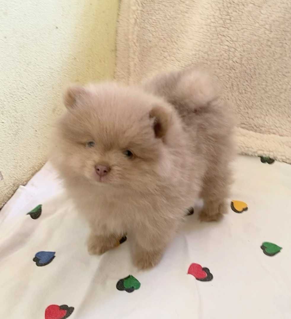 pomeranian deosebit cu pedigree
