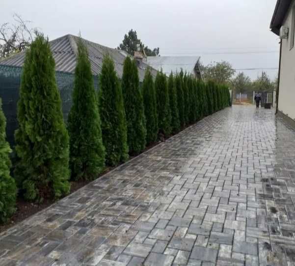 Cupressocyparis Leylandii 2.70-3m minim 50 bucati