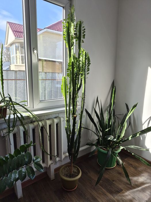 Продам комнатное растение