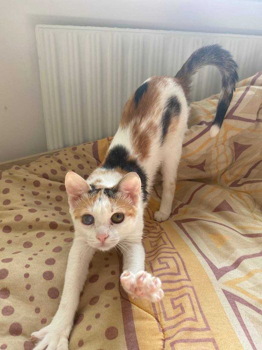 Подаряваме женско коте