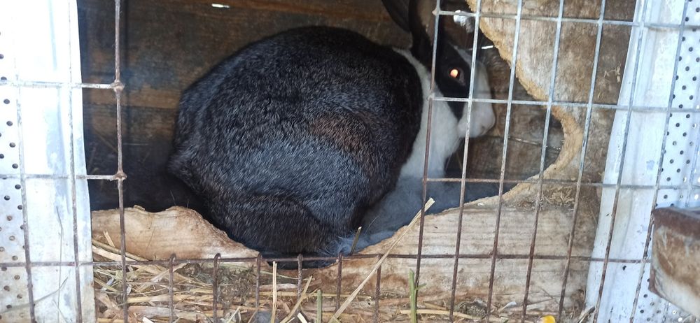 Hycole francez femele cu 9 iepurași
