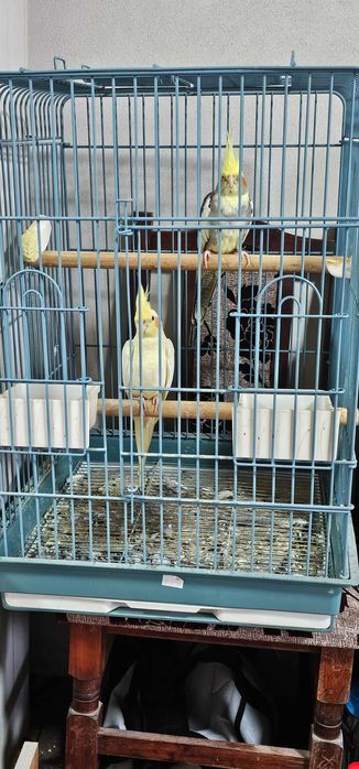 De vânzare Ninfe pereche vârsta 2 ani!