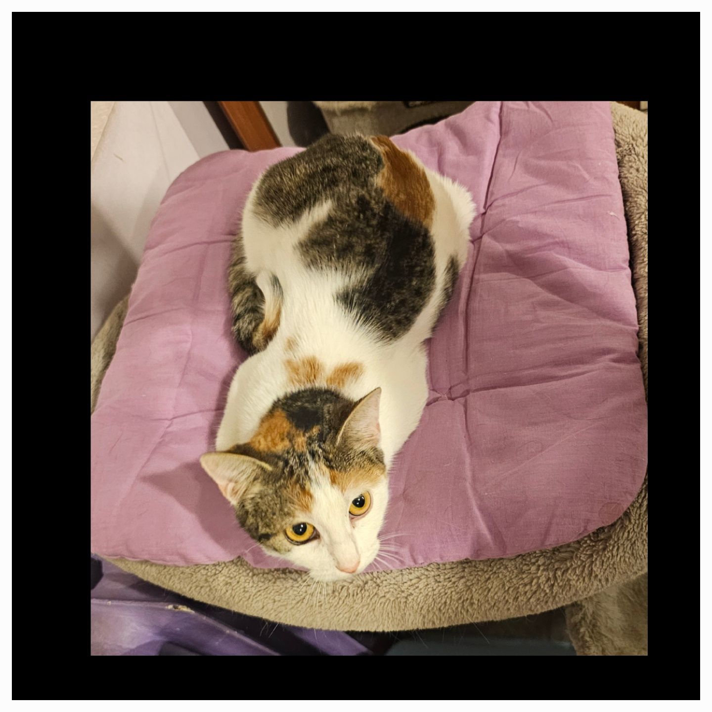 Adoptie pui pisica calico sterilizata Adelina Pestrița