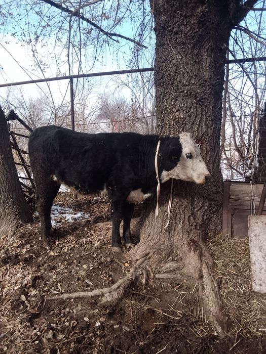 Тёлка 2года стельная. 2 Жасар құнажын буаз