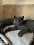 Pisici British Shorthair