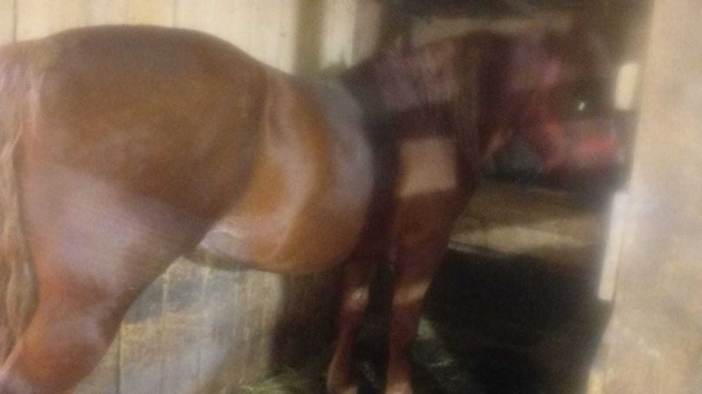 Cal de vanzare in varsta de 10 ani