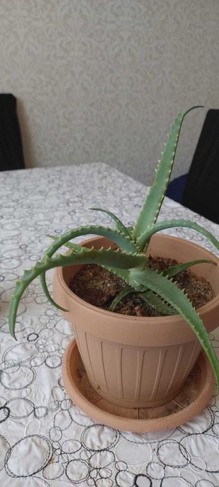 Aloe Vera arborescent comestibil, pentru tincturi si cosmetic