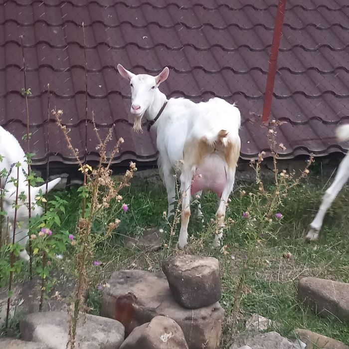 Vand capra si iada saanen