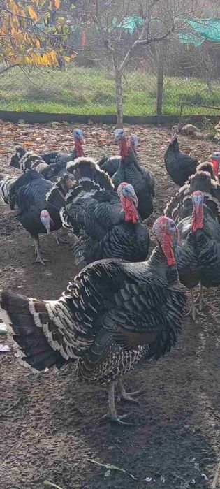 Продавам селски кокошки петли