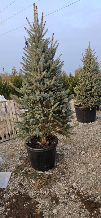 Tuia prunus  brazi verzi si argintii și alte varietăți