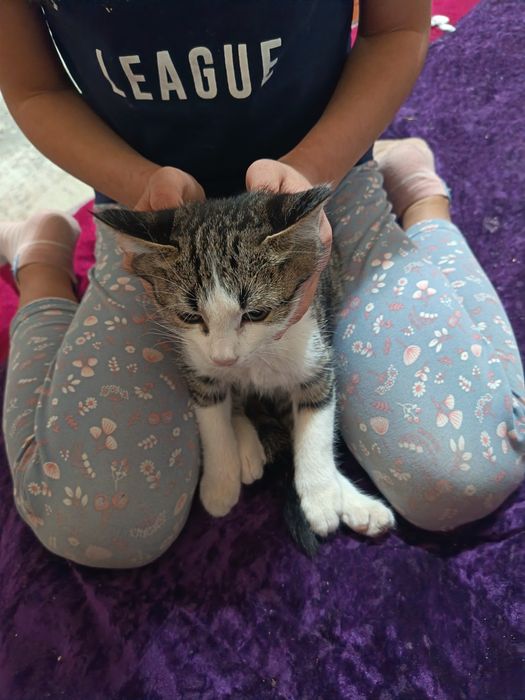 Котята отдам даром