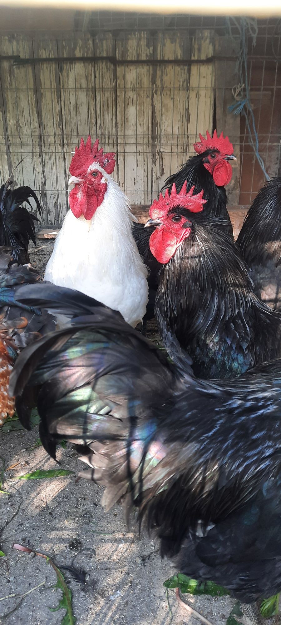 Cocoși Australorp