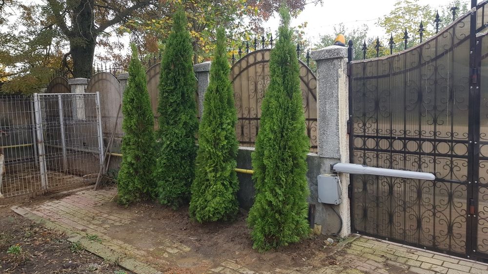 Tuia smaragd, leylandii, spirale, pon, magnoli mesteacăn, tei, pin,etc