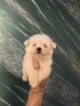 Cățelușă bichon maltez Mini – 2 luni, proveniență cu pedigree