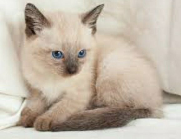 Сиамские котята.