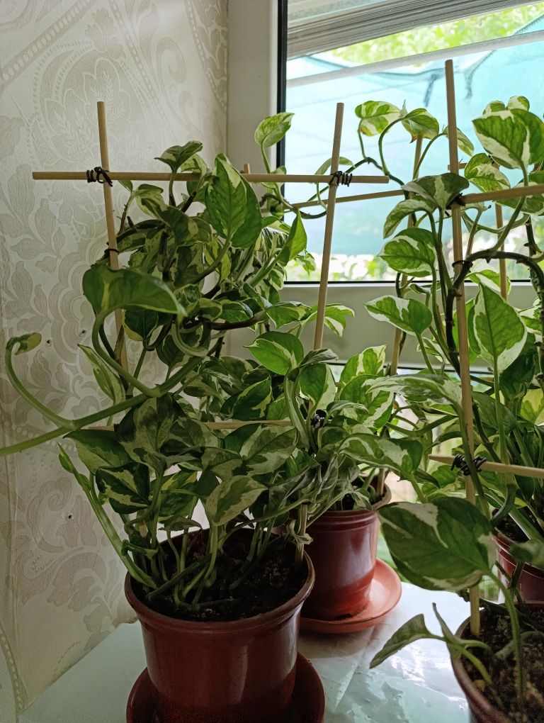 Продам сциндапсус Н-джой