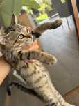 Сладка Котка търси дом
