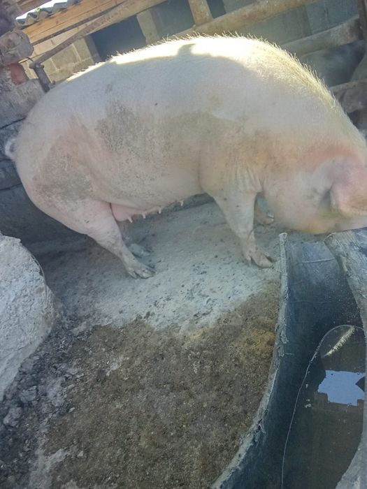 Porc 300 kg mai multe det de discutam la tel
