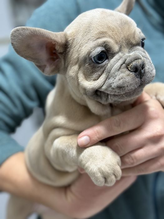 Bulldog Francez Lilac Fawn , ochi albastri, 2 luni