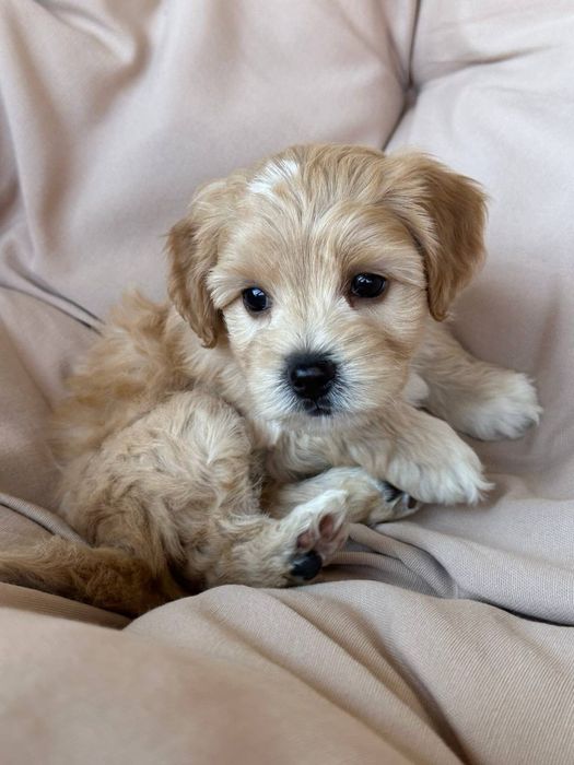 Мальтипу ф1, окрас карамель