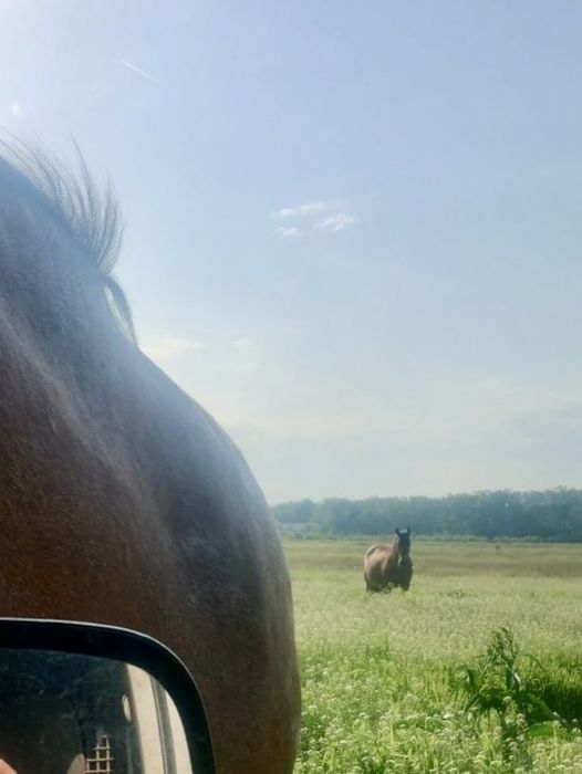 Vând cal semi-greu, femelă pentru călărie sau tracțiune