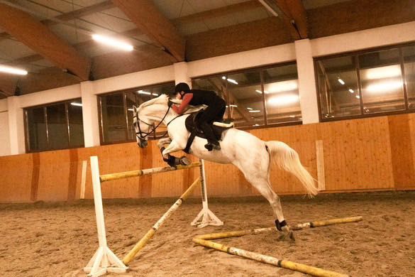 Cal de sport- Hungarian Sport Horse