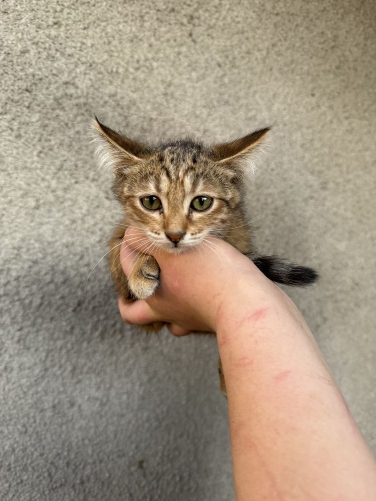 Отдам в добрые руки брошенных котят